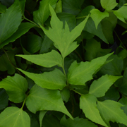 Hardy Fern Cyrtomium falcatum